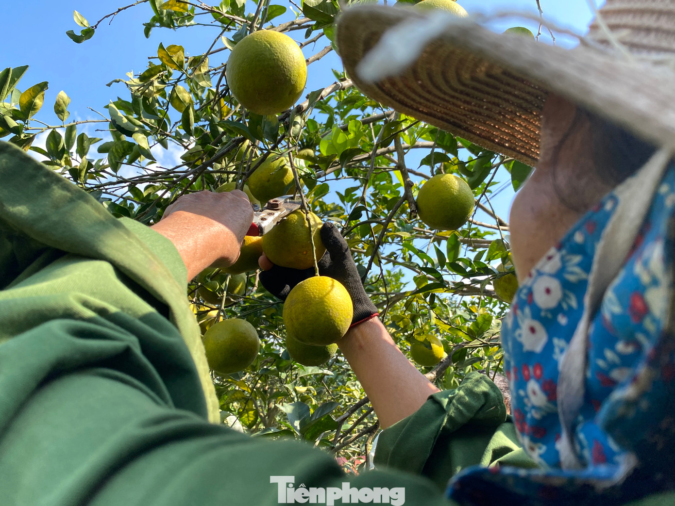 "Những năm qua, một số chủ vườn cam đã chủ động dùng các loại chế phẩm sinh học hoặc đầu tư làm màng lưới để xua đuổi sâu bọ, ruồi vàng thay cho các loại thuốc hóa chất. Nhờ vậy, thương hiệu cam Đồng Thành ngày càng được nhiều khách hàng biết đến, tin dùng vào dịp Tết, mang lại nguồn thu nhập lớn cho người dân", Chủ tịch xã Đồng Thành nói.