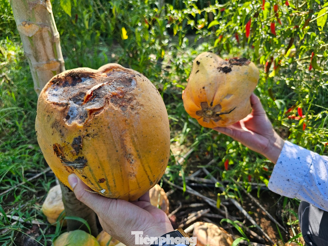 Đu đủ chín rụng đầy vườn khiến người nông dân xót xa.