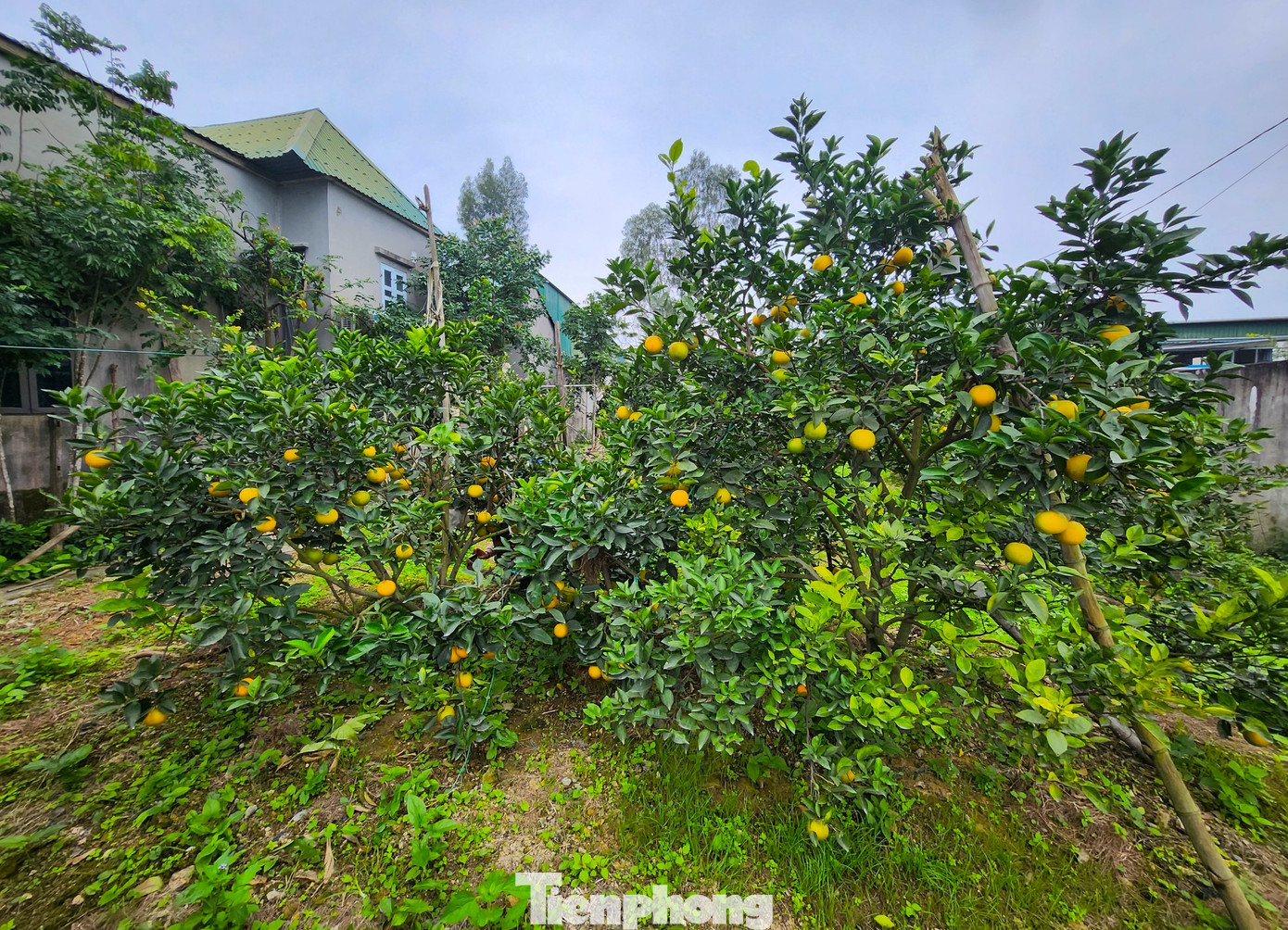 Hơn một tháng nữa mới đến Tết Nguyên đán Giáp Thìn nhưng những ngày này, các vườn cam Xã Đoài (xã Nghi Diên, huyện Nghi Lộc, Nghệ An) đã chín và cho thu hoạch. Khác với cảnh nhộn nhịp thu hoạch như những vựa cam khác, cam Xã Đoài có số lượng ít và giá thành cao nên du khách chỉ đến mua chọn từng quả. Phần lớn đã được khách đặt rồi chờ đến Tết mới hái.