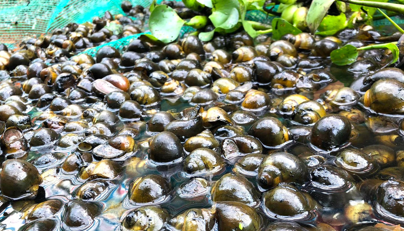 Mô hình nuôi ốc được đánh giá phát triển tốt, sẽ giúp người dân địa phương vươn lên thoát nghèo trong thời gian tới. Mô hình nuôi ốc được đánh giá phát triển tốt, sẽ giúp người dân địa phương vươn lên thoát nghèo trong thời gian tới.