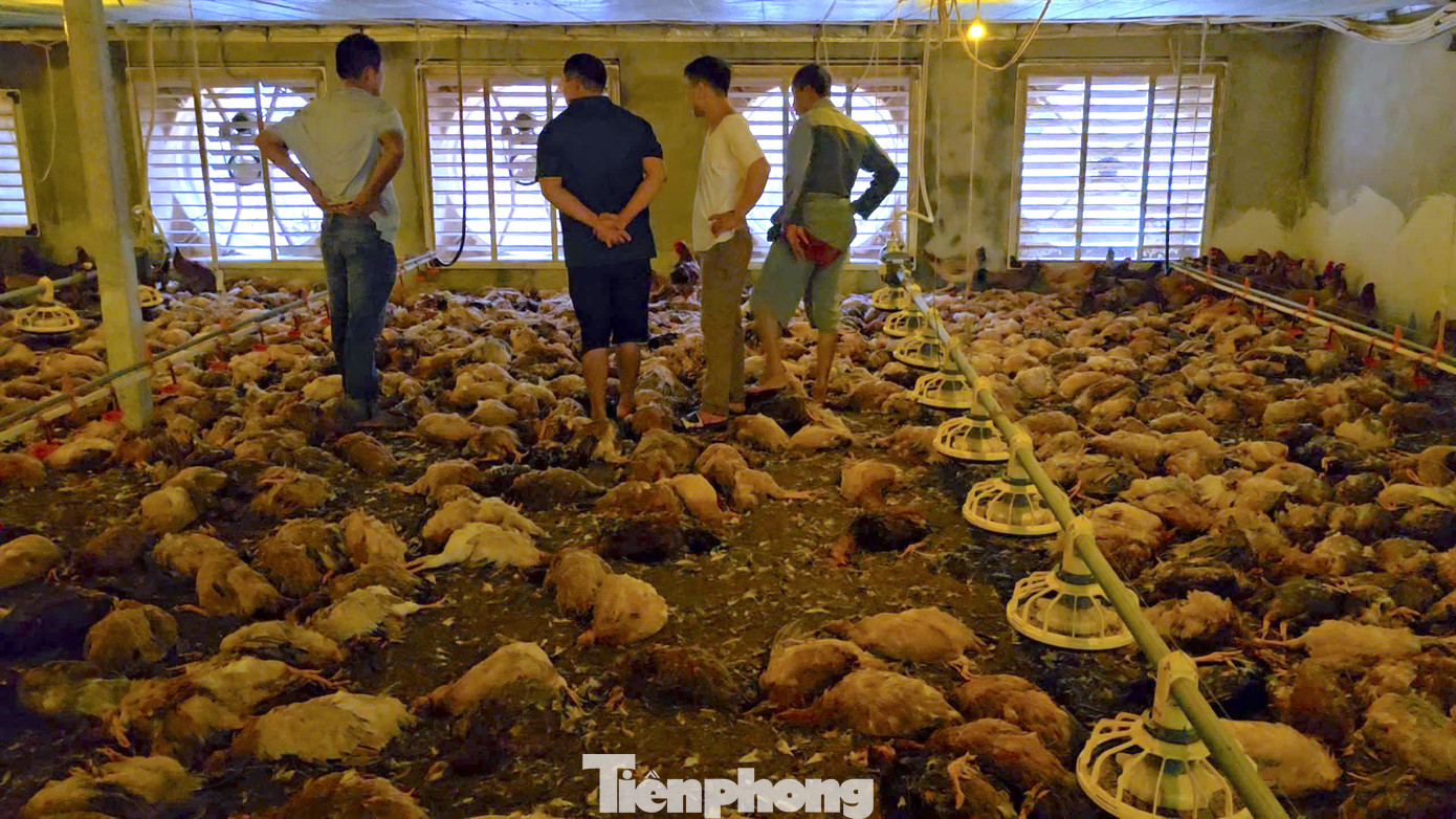 Phát hiện trang trại bị nước vào, anh Huy cùng nhóm công nhân khẩn trương di dời gà lên cao, tránh ngập lụt. Tuy nhiên, nước tràn vào đã khiến hệ thống điện trong trại bị chập, mất điện. Chỉ trong vòng 10 phút mất điện, đàn gà hơn 9.000 con đã chết ngạt.