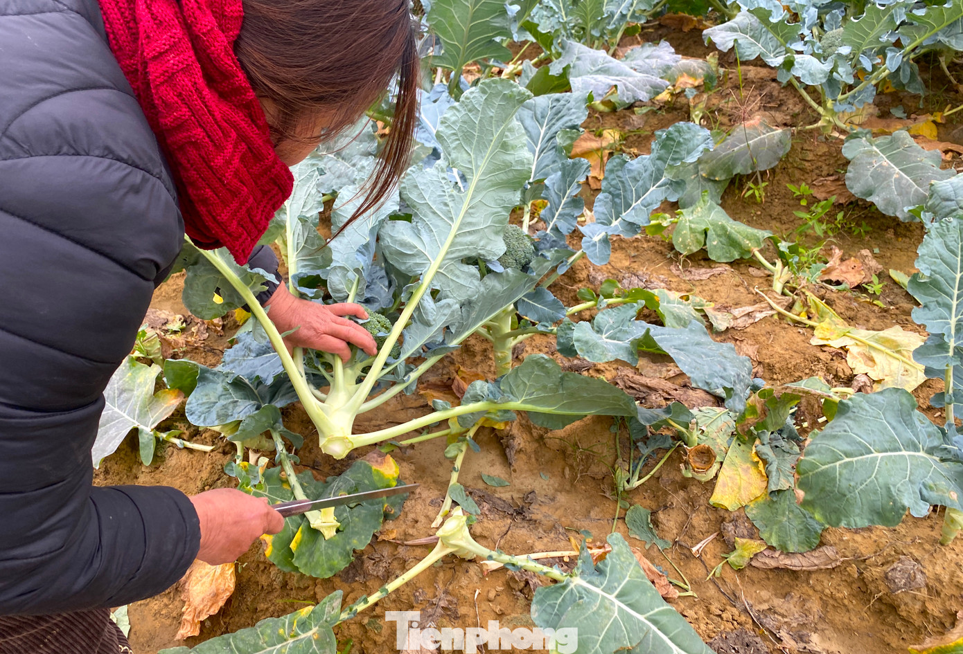 "Thời điểm này, súp lơ đang được thương lái thu mua tận ruộng với giá 5.000 đồng/kg, cao gần gấp đôi dịp tết năm ngoái; cà chua tăng 2.000 đồng lên 8.000 đồng/kg, bắp cải 3.000 đồng/kg…", chị Trần Thị Lan cho biết thêm.