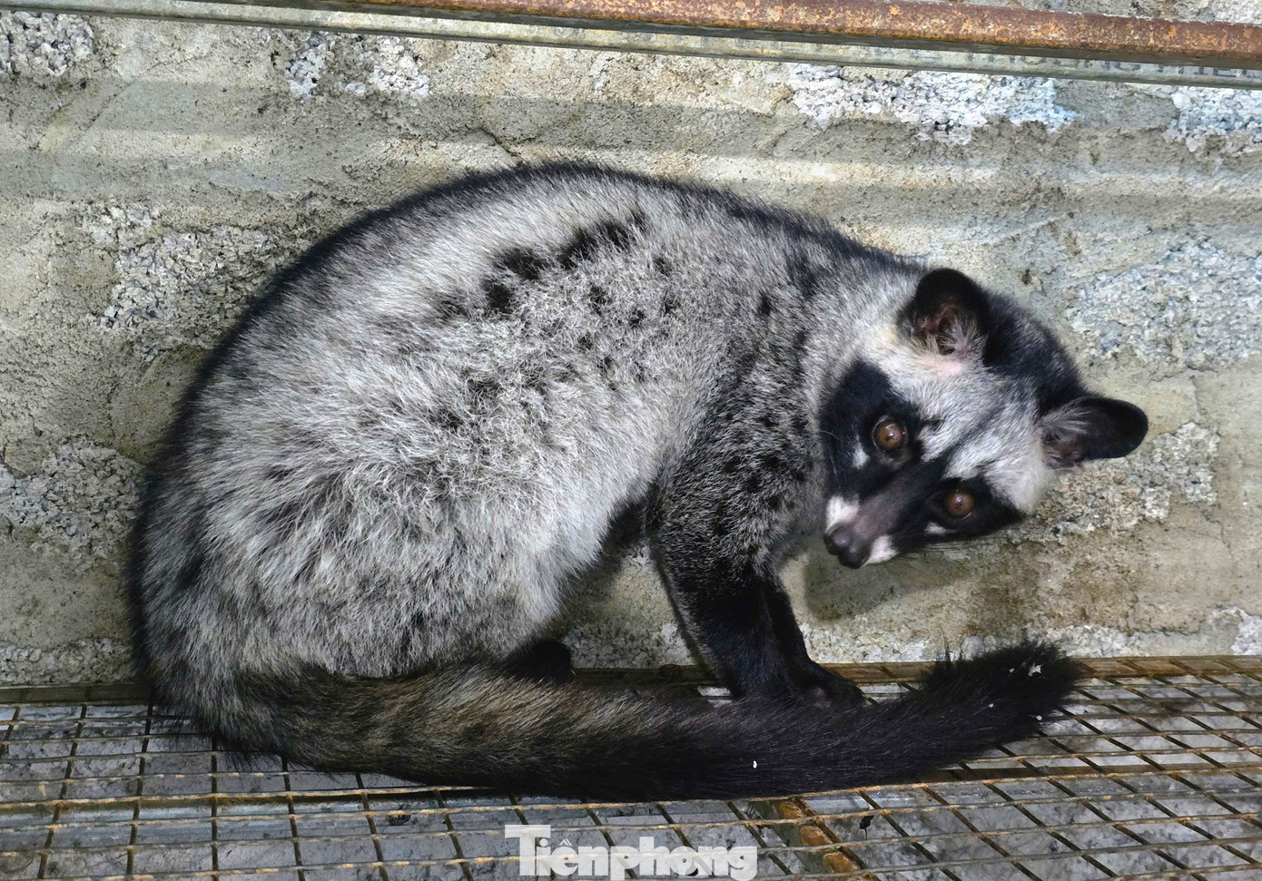 Những con chồn được anh Cử nuôi khép kín và sinh sản rất nhiều, mang lại kinh tế lớn. Những con chồn được anh Cử nuôi khép kín và sinh sản rất nhiều, mang lại kinh tế lớn.