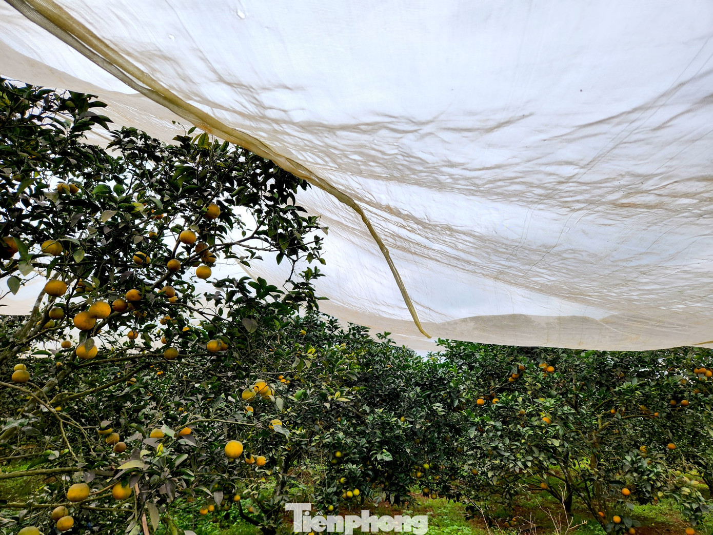 Anh Hiếu cho hay, màn lưới phủ cam rất hữu ích, giúp tránh ruồi vàng, sâu, bướm. Ngoài ra, nhờ lớp màn lưới có thể giúp cây tránh thời tiết quá nắng hoặc mưa quá nhiều, quá lạnh. Nhờ đó, giúp cây phát triển tốt, cho ra quả nhiều hơn, chất lượng cam ngon hơn. Anh Hiếu cho hay, màn lưới phủ cam rất hữu ích, giúp tránh ruồi vàng, sâu, bướm. Ngoài ra, nhờ lớp màn lưới có thể giúp cây tránh thời tiết quá nắng hoặc mưa quá nhiều, quá lạnh. Nhờ đó, giúp cây phát triển tốt, cho ra quả nhiều hơn, chất lượng cam ngon hơn.