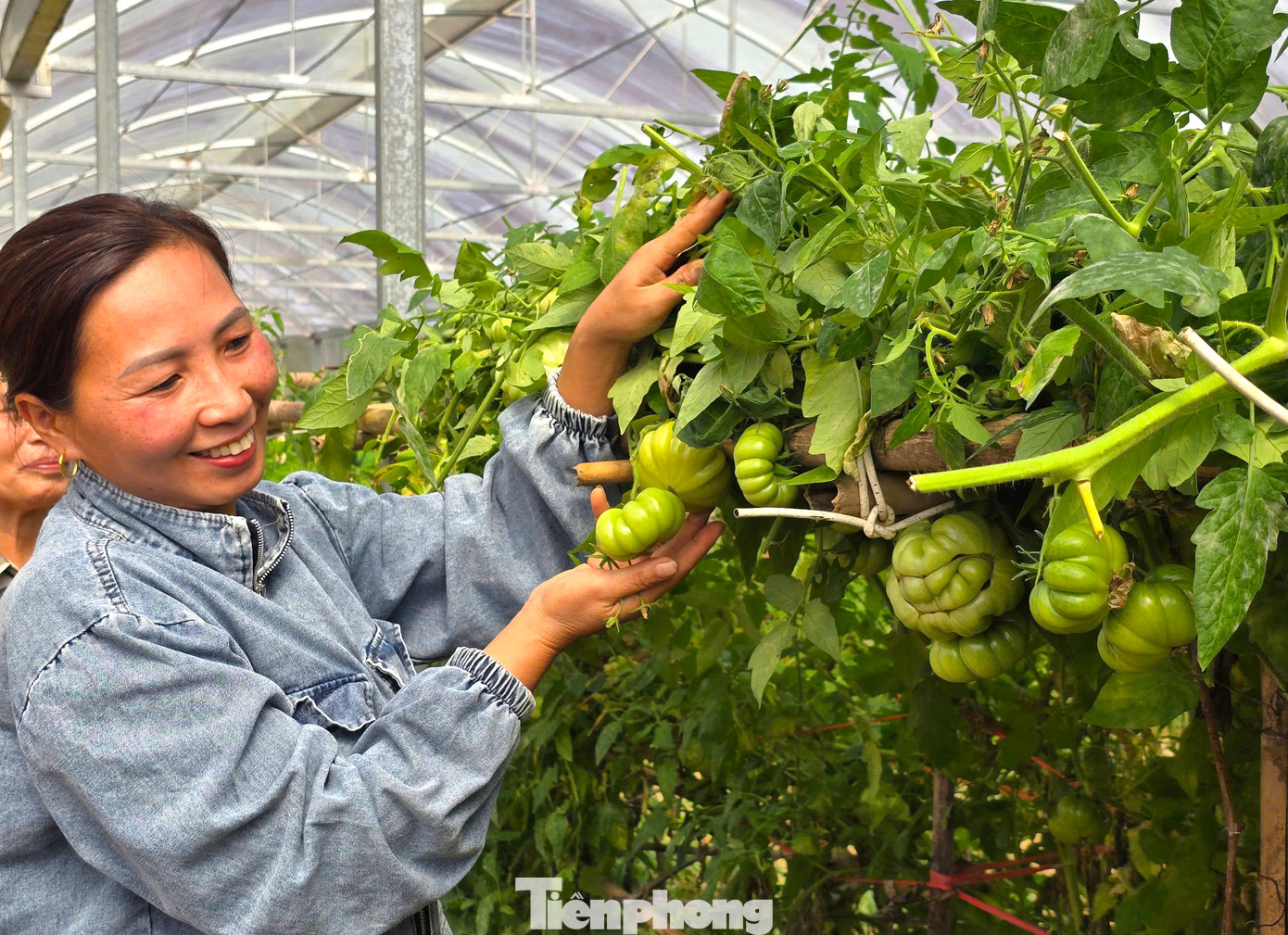 Trong 3 loại cây trồng, cà chua múi là sản phẩm mang lại thu nhập lớn nhất cho chị Giang.
