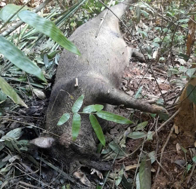 Đây đều là những cá thể lợn hoang dã đã trưởng thành. Đây đều là những cá thể lợn hoang dã đã trưởng thành.