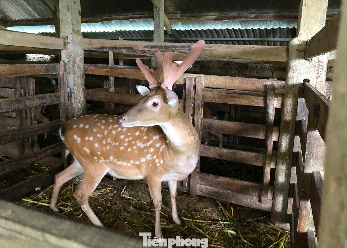 Thời điểm này, người dân ở Hoàng Mai đang vào vụ thu hoạch nhung hươu, nai. Giá nhung đang ổn định ở mức cao từ 10-11 triệu đồng/1kg đã giúp cho người dân địa phương có nguồn thu lớn.