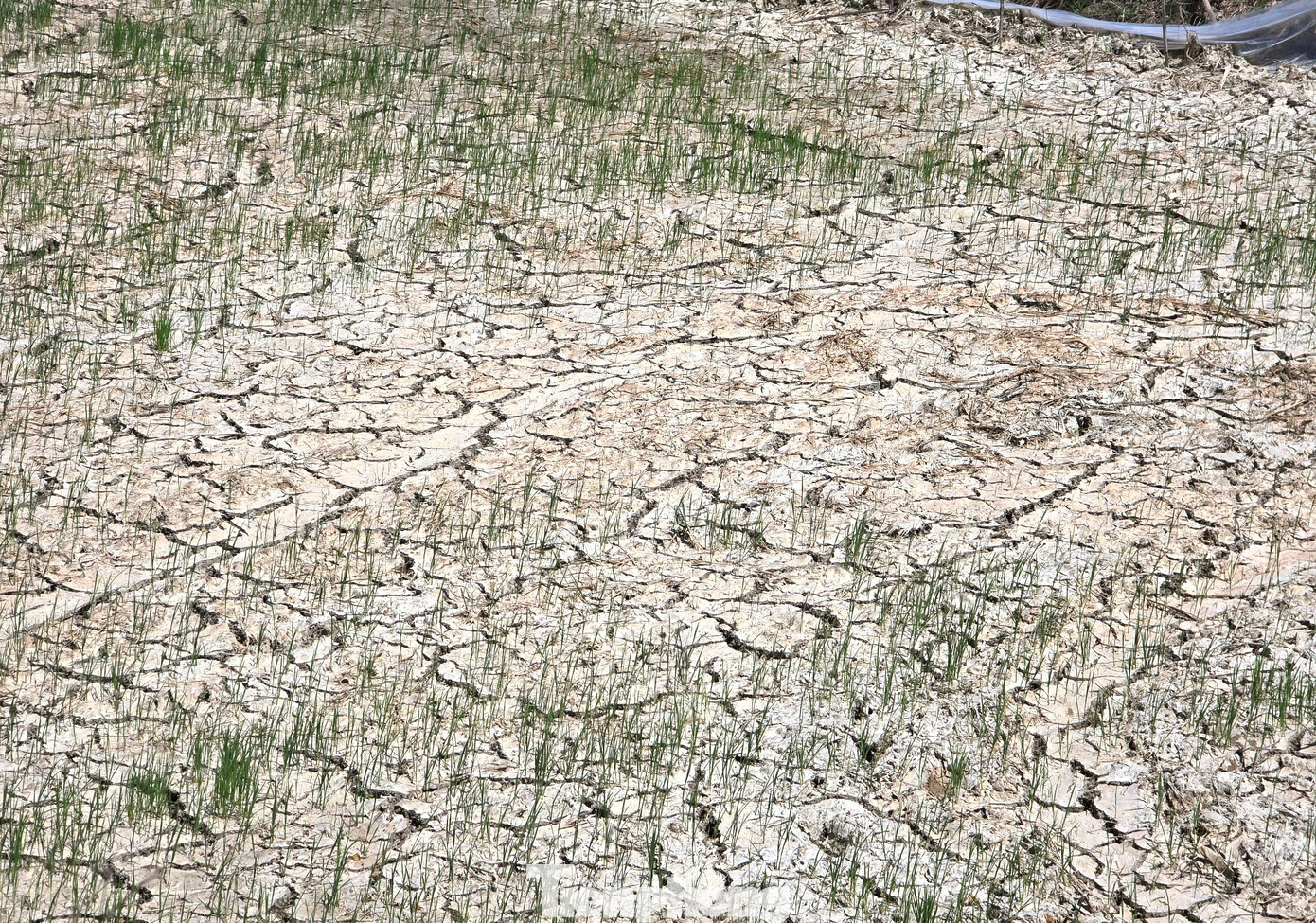 Tại huyện Nghi Lộc, tình trạng ruộng đồng khô hạn, hạn hán cũng xảy ra trên diện rộng. Ông Trần Nguyên Hòa - Trưởng phòng Nông nghiệp huyện Nghi Lộc cho hay, thống kê sơ bộ cho thấy huyện này có hơn 350 ha lúa bị khô hạn tập trung nhiều tại các xã Nghi Đồng, Nghi Hưng, Nghi Lâm, Nghi Hoa. Nguyên nhân do nắng nóng kéo dài, hồ đập cạn nước nên không thể bơm để tưới tiêu. Trong khi đó một số cánh đồng không nằm trong khu vực bơm tưới tiêu từ sông dẫn đến khô hạn.