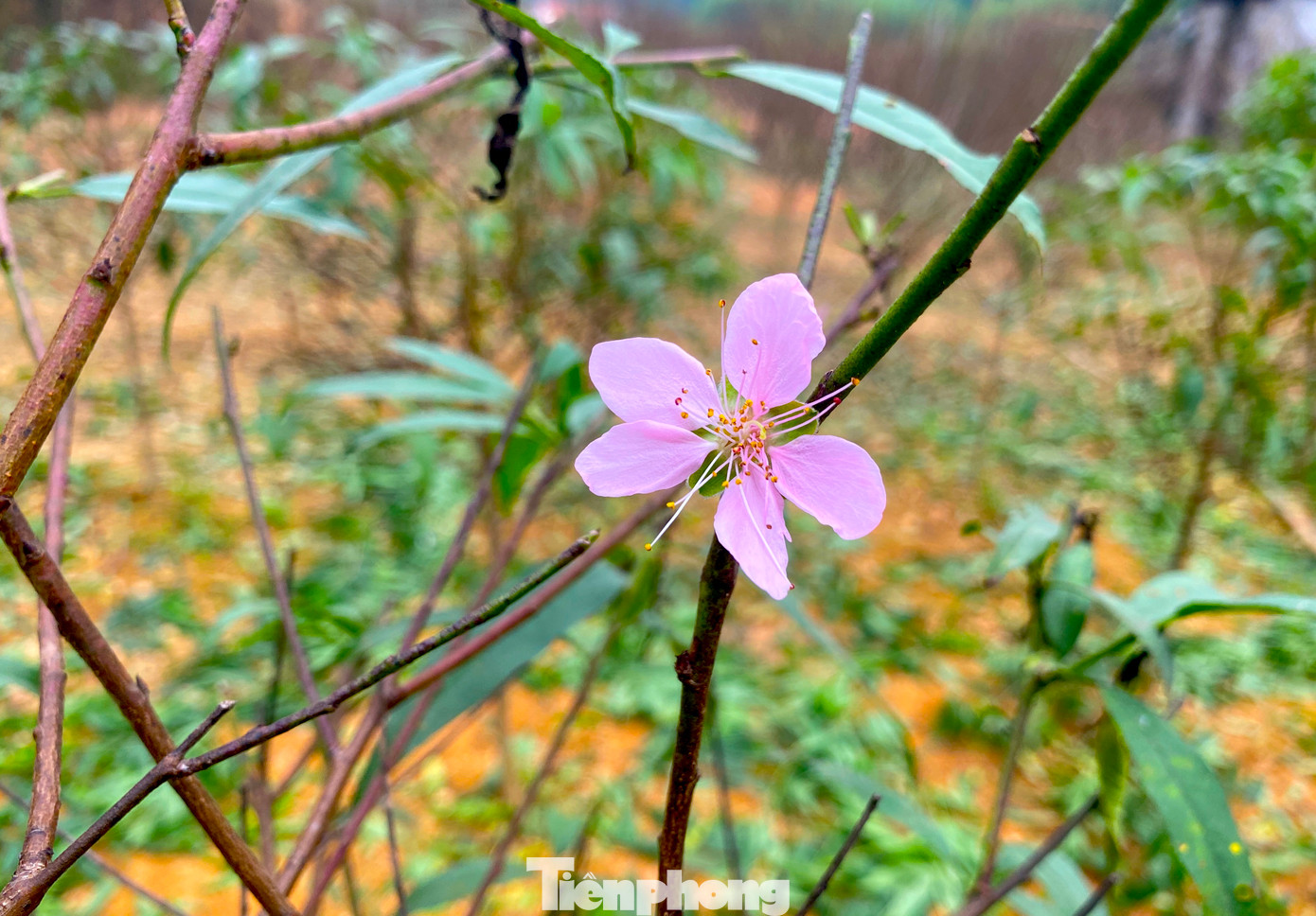 Đào phai Kim Thành có 5 cánh, sắc hồng mịn màng, nở sum suê và có mùi hương đặc biệt nên được nhiều khách hàng trong, ngoài tỉnh ưa chuộng dịp tết.