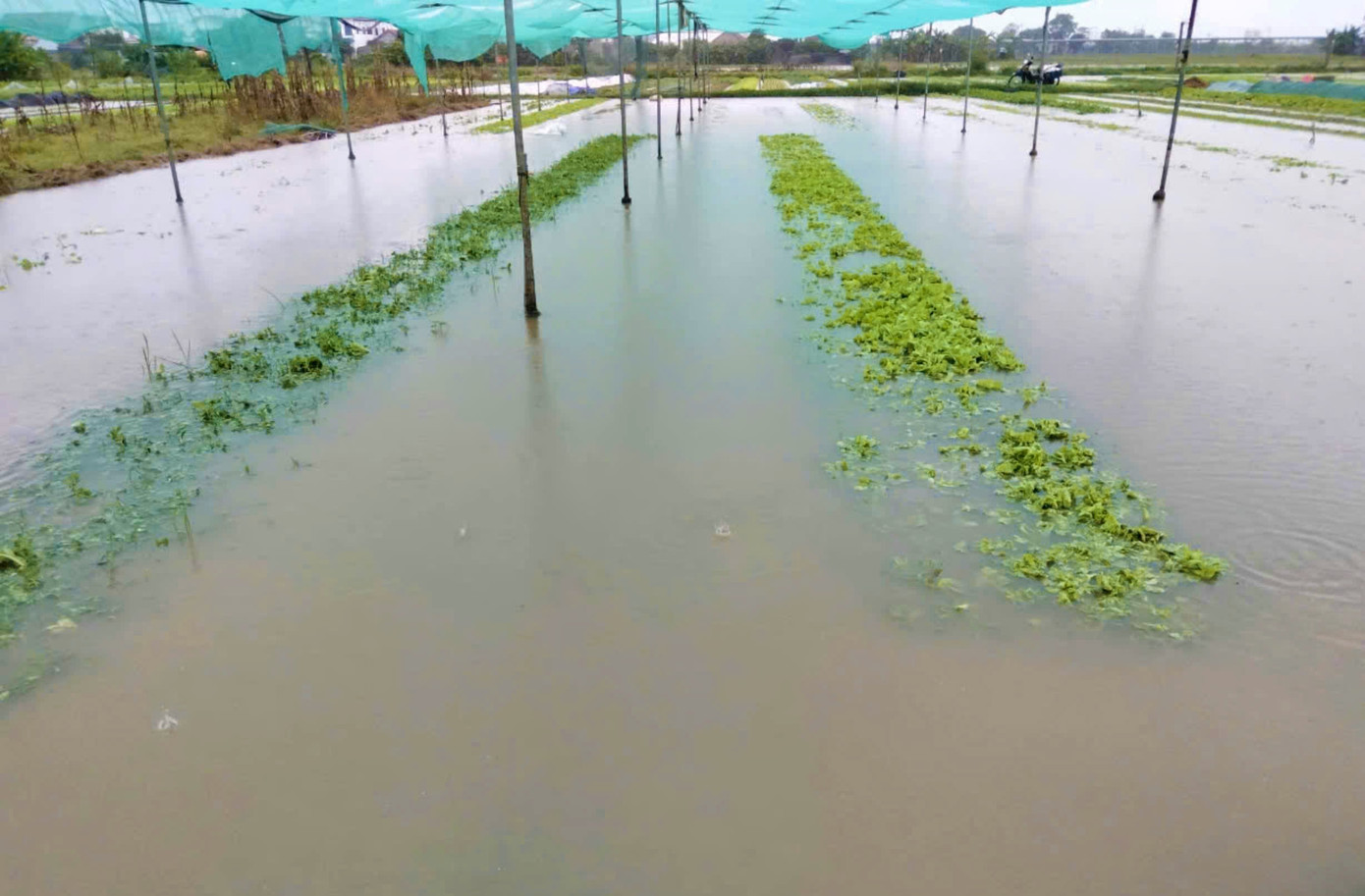 Mưa lớn khiến nhiều diện tích hoa màu, rau sạch ở các xã của huyện Diễn Châu bị ngập sâu trong nước. Mưa lớn khiến nhiều diện tích hoa màu, rau sạch ở các xã của huyện Diễn Châu bị ngập sâu trong nước.