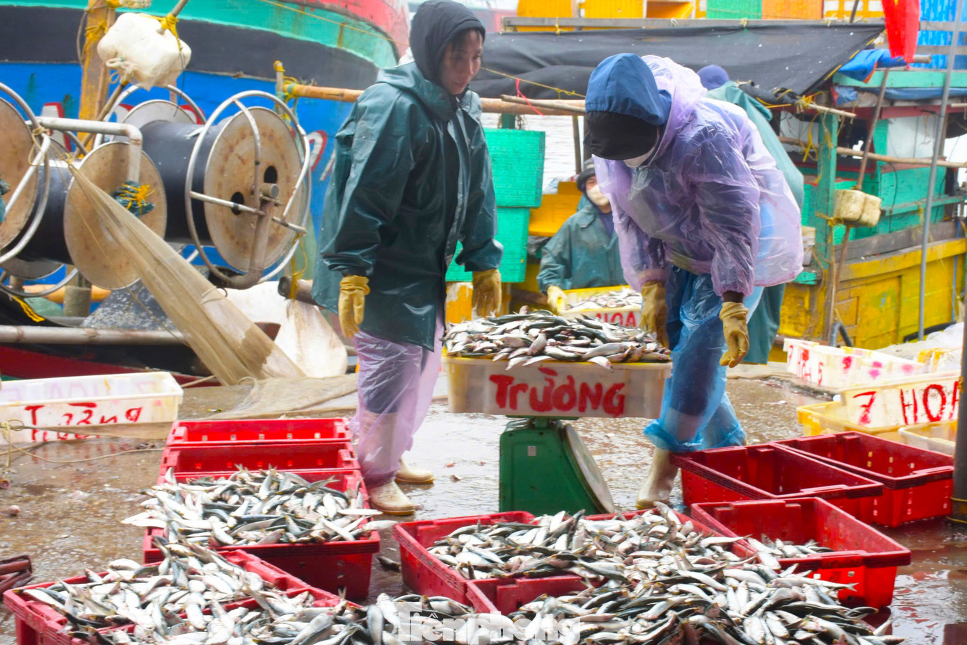 Anh Nguyễn Văn Huy (chủ một tàu cá ở phường Quỳnh Phương) cho biết, những ngày giáp Tết, thời tiết ở Nghệ An lạnh, có sương mù nên cá trích bơi từng luồng gần bờ, tạo điều kiện thuận lợi cho ngư dân vây lưới bắt. Chính vì thế, người dân càng hăng say bám biển, góp phần phát triển nghề thủy hải sản và phát triển kinh tế cho gia đình, địa phương.