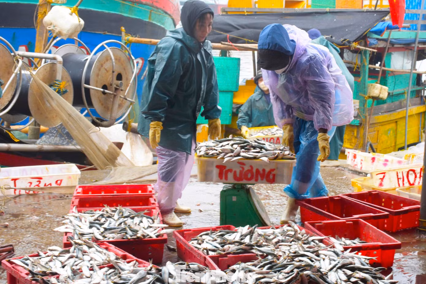 Anh Nguyễn Văn Huy (chủ một tàu cá ở phường Quỳnh Phương) cho biết, những ngày giáp Tết, thời tiết ở Nghệ An lạnh, có sương mù nên cá trích bơi từng luồng gần bờ, tạo điều kiện thuận lợi cho ngư dân vây lưới bắt. Chính vì thế, người dân càng hăng say bám biển, góp phần phát triển nghề thủy hải sản và phát triển kinh tế cho gia đình, địa phương.