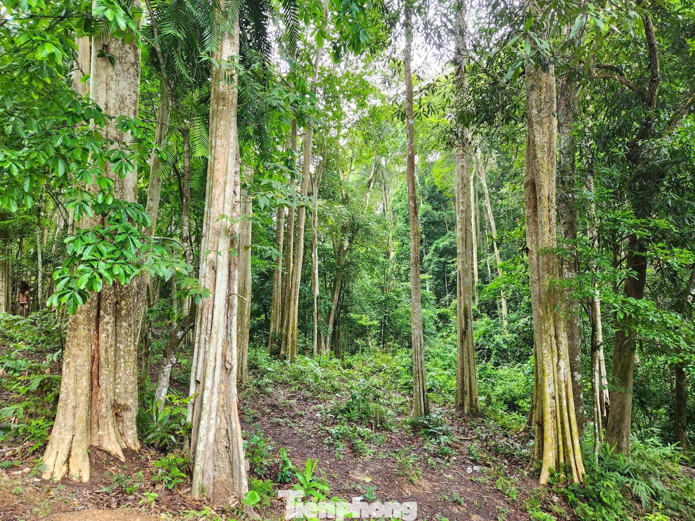 Đây được xem là bảo bối, báu vật vô giá của người dân miền Tây xứ Nghệ. Rừng săng lẻ cũng được ví như là một cỗ máy điều hòa thời tiết khổng lồ, như lá phổi xanh của thiên nhiên, tạo nên một môi trường lành xanh mát.