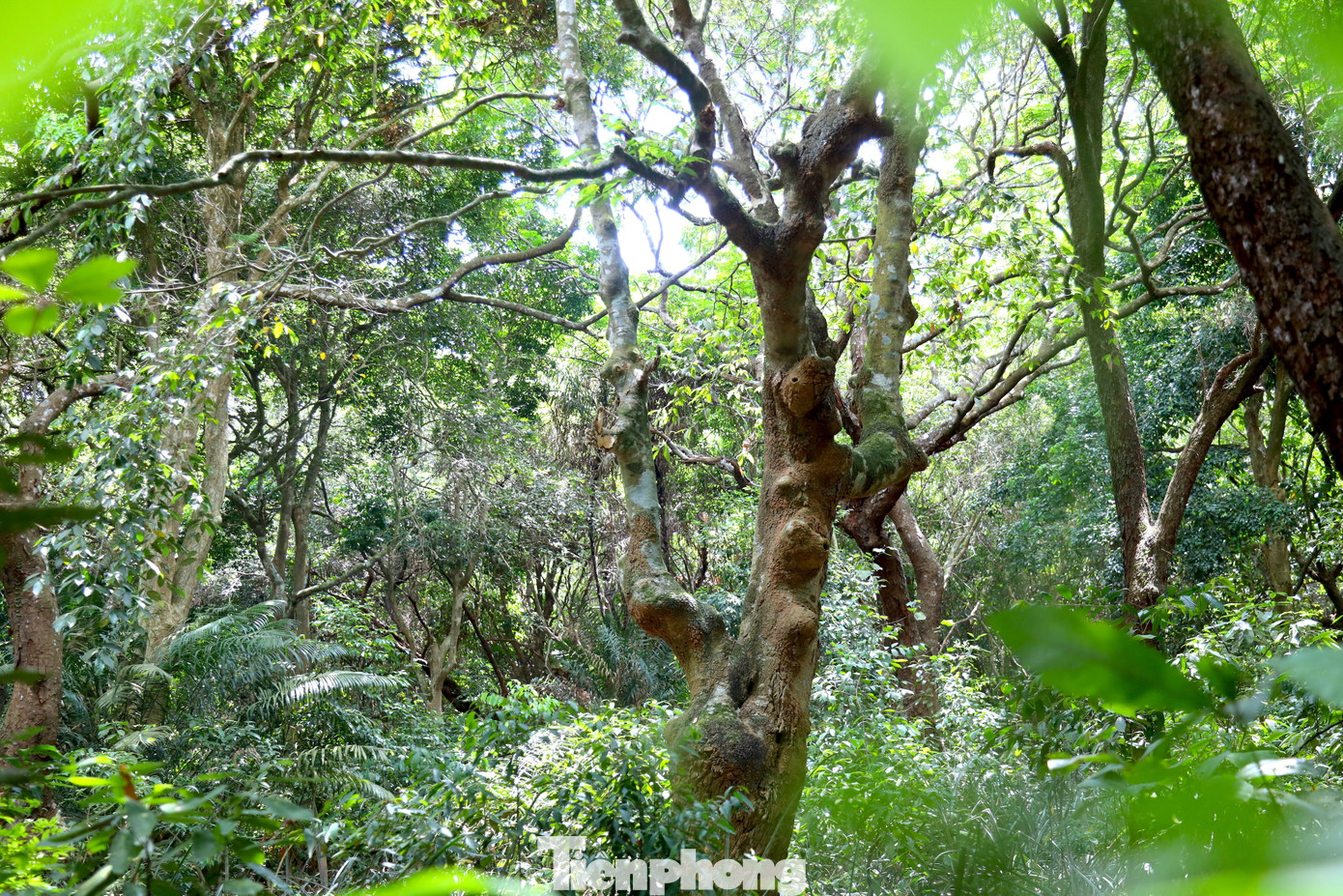 “Khu rừng như một vườn cây cổ thụ quý, người dân địa phương luôn xem đó như một món quà quý thiên nhiên ban tặng nên ai cũng cùng chung tay bảo vệ rừng. Công tác chăm sóc, bảo vệ khu rừng lim xanh cũng được các đoàn thể tham gia dọn dẹp, phát quang hàng năm”, ông Nguyễn Hồng Chính - Chủ tịch UBND xã Hậu Thành chia sẻ.