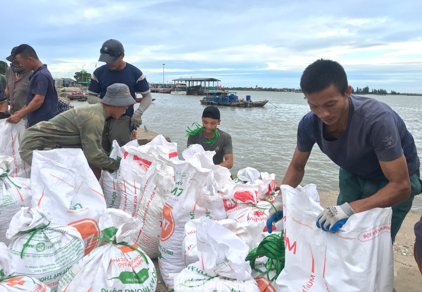 Những thương lái cẩn thận kiểm tra, đóng gói kỹ càng trước khi cho vận chuyển lên xe đông lạnh. Theo các thương lái, loại hải sản này được họ thu mua về rồi vận chuyển vào các tỉnh phía Nam để xay làm thức ăn nuôi tôm hùm. Những thương lái cẩn thận kiểm tra, đóng gói kỹ càng trước khi cho vận chuyển lên xe đông lạnh. Theo các thương lái, loại hải sản này được họ thu mua về rồi vận chuyển vào các tỉnh phía Nam để xay làm thức ăn nuôi tôm hùm.