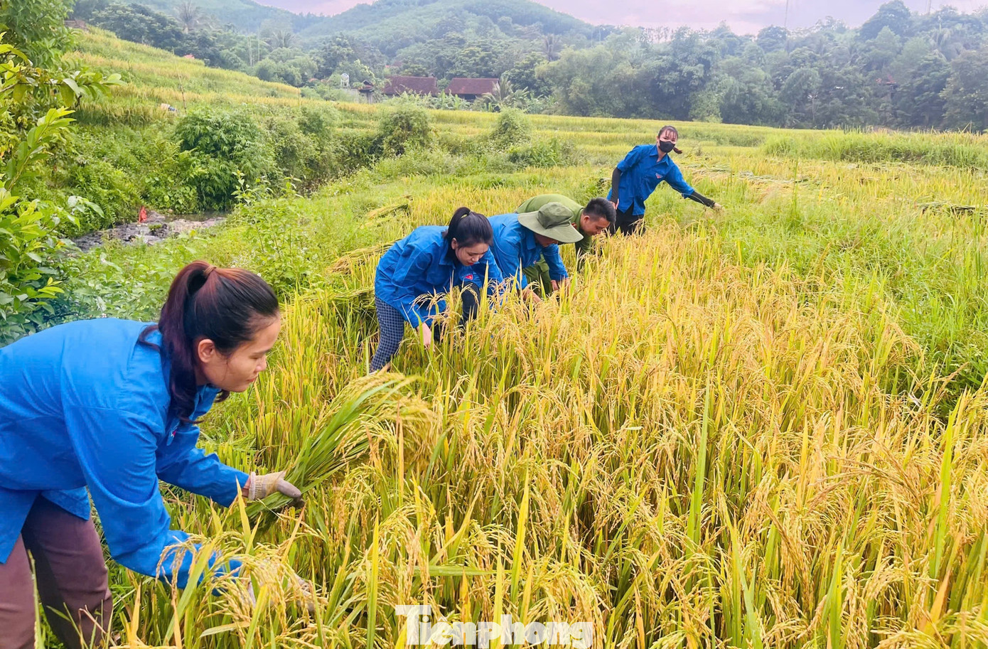 20 đoàn viên thanh niên của các Chi đoàn đã được huy động xuống đồng gặt lúa. 20 đoàn viên thanh niên của các Chi đoàn đã được huy động xuống đồng gặt lúa.