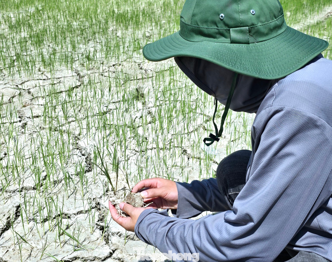 Trên nhiều cánh đồng, đất nứt nẻ, bong thành từng mảng. Người dân cho hay, tình trạng khô hạn đã kéo dài hơn 1 tuần qua. Nếu ít ngày nữa không có nước tưới, những cây lúa trên ruộng sẽ bị chết khô hoặc giảm năng suất nặng.