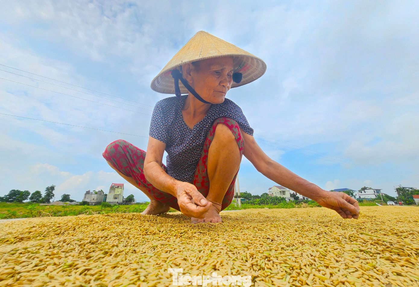 Bà Nguyễn Thị Danh (75 tuổi) cho biết, năm nay gia đình bà làm 3 sào lúa. Tranh thủ sau khi gặt xong, bà tuốt lúa ngay tại ruộng và phơi trên đoạn đường đồng rồi mới mang về nhà. Bà Danh cho hay, người nông dân làm lúa vất vả nhưng cũng cố gắng bám trụ.