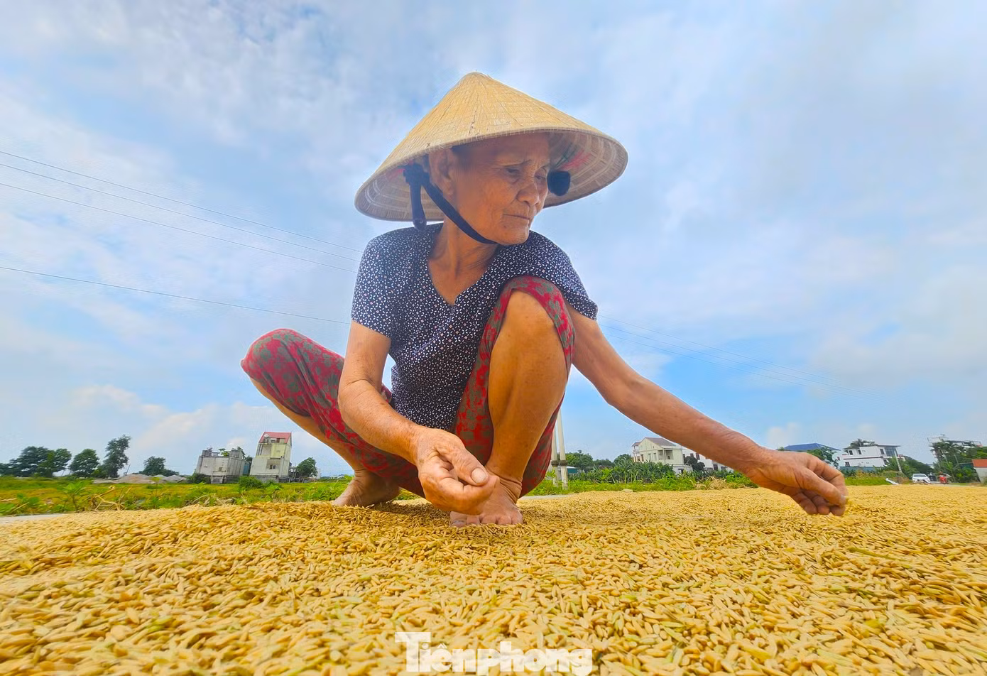 Bà Nguyễn Thị Danh (75 tuổi) cho biết, năm nay gia đình bà làm 3 sào lúa. Tranh thủ sau khi gặt xong, bà tuốt lúa ngay tại ruộng và phơi trên đoạn đường đồng rồi mới mang về nhà. Bà Danh cho hay, người nông dân làm lúa vất vả nhưng cũng cố gắng bám trụ.