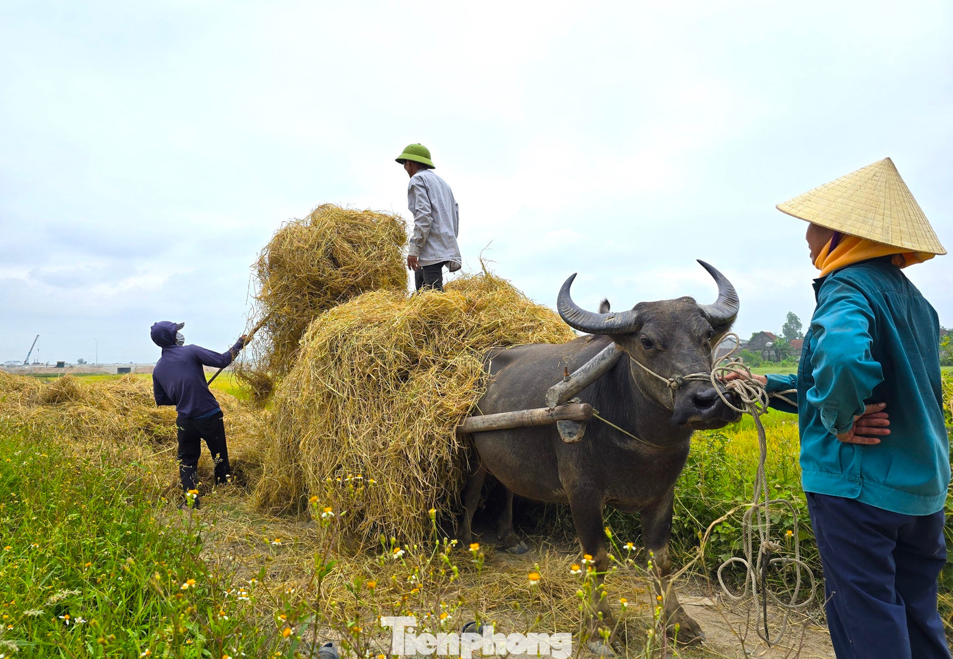 Vụ thu hoạch lúa chỉ kéo dài trong vài tuần nên nhiều gia đình phải tranh thủ huy động toàn bộ thành viên trong gia đình đi để thu gom rơm.