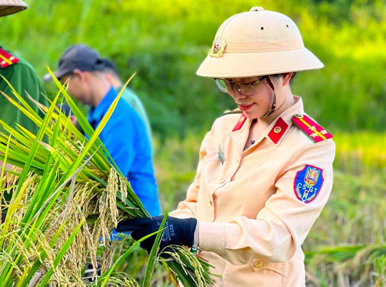 Một chiến sĩ cảnh sát giao thông hỗ trợ gặt lúa giúp người dân.