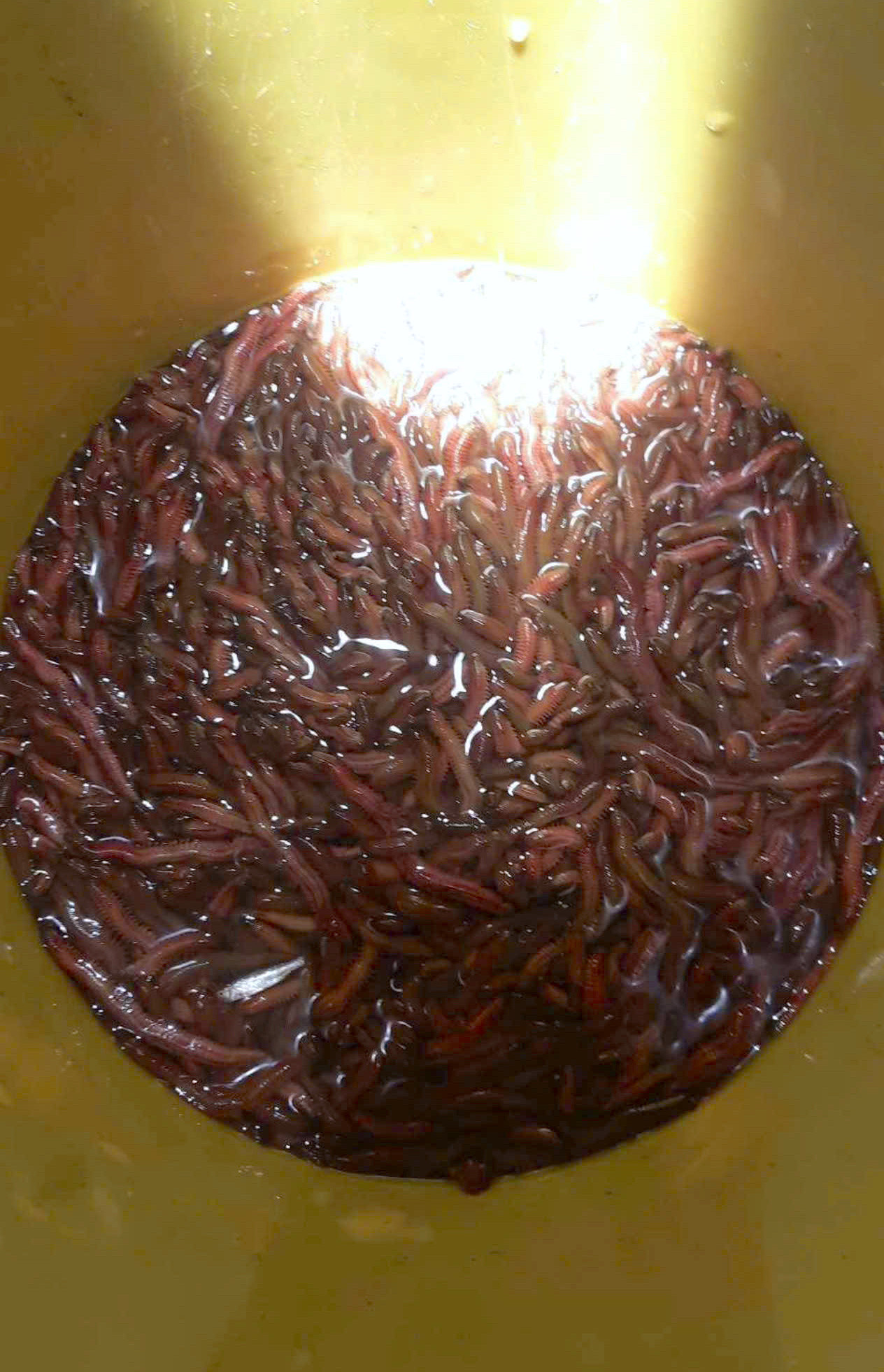 Những ngày vừa qua, khi thủy triều lên, người dân đã bắt đầu thu hoạch rươi rải rác. Dịp đầu mùa, người dân thu hoạch rươi và bán cho các thương lái với giá dao động từ 350.000 đồng đến 400 nghìn đồng/1kg rươi.