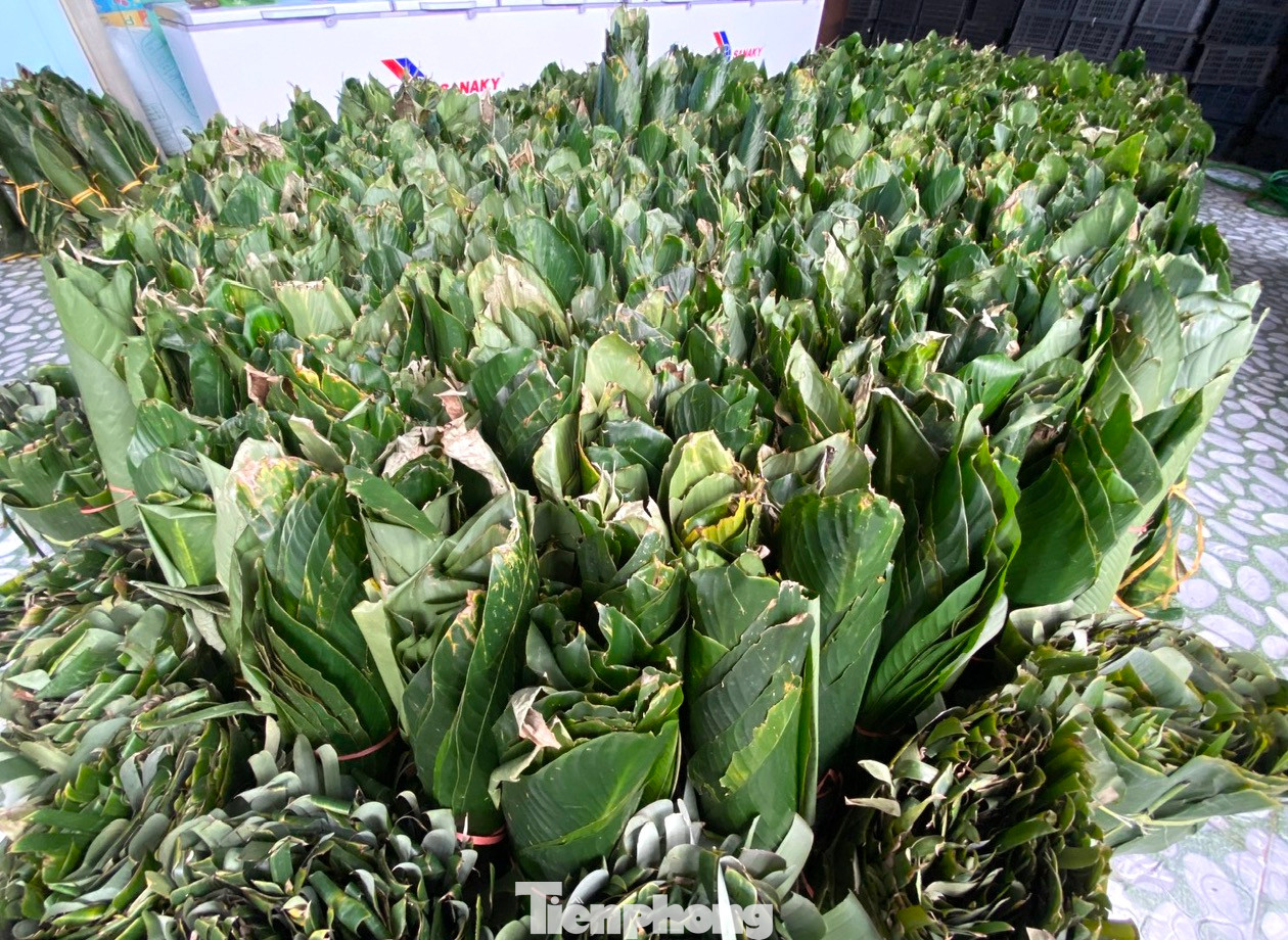 Bánh chưng được gói từ lá dong và lót thêm 1 lớp lá chuối bên trong để bánh thêm chắc, chặt. Vì sản xuất số lượng lớn nên các cơ sở sản xuất bánh chưng nơi đây đều mua hàng vạn chiếc lá về dùng dần.