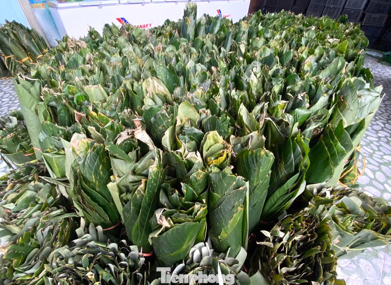 Bánh chưng được gói từ lá dong và lót thêm 1 lớp lá chuối bên trong để bánh thêm chắc, chặt. Vì sản xuất số lượng lớn nên các cơ sở sản xuất bánh chưng nơi đây đều mua hàng vạn chiếc lá về dùng dần.