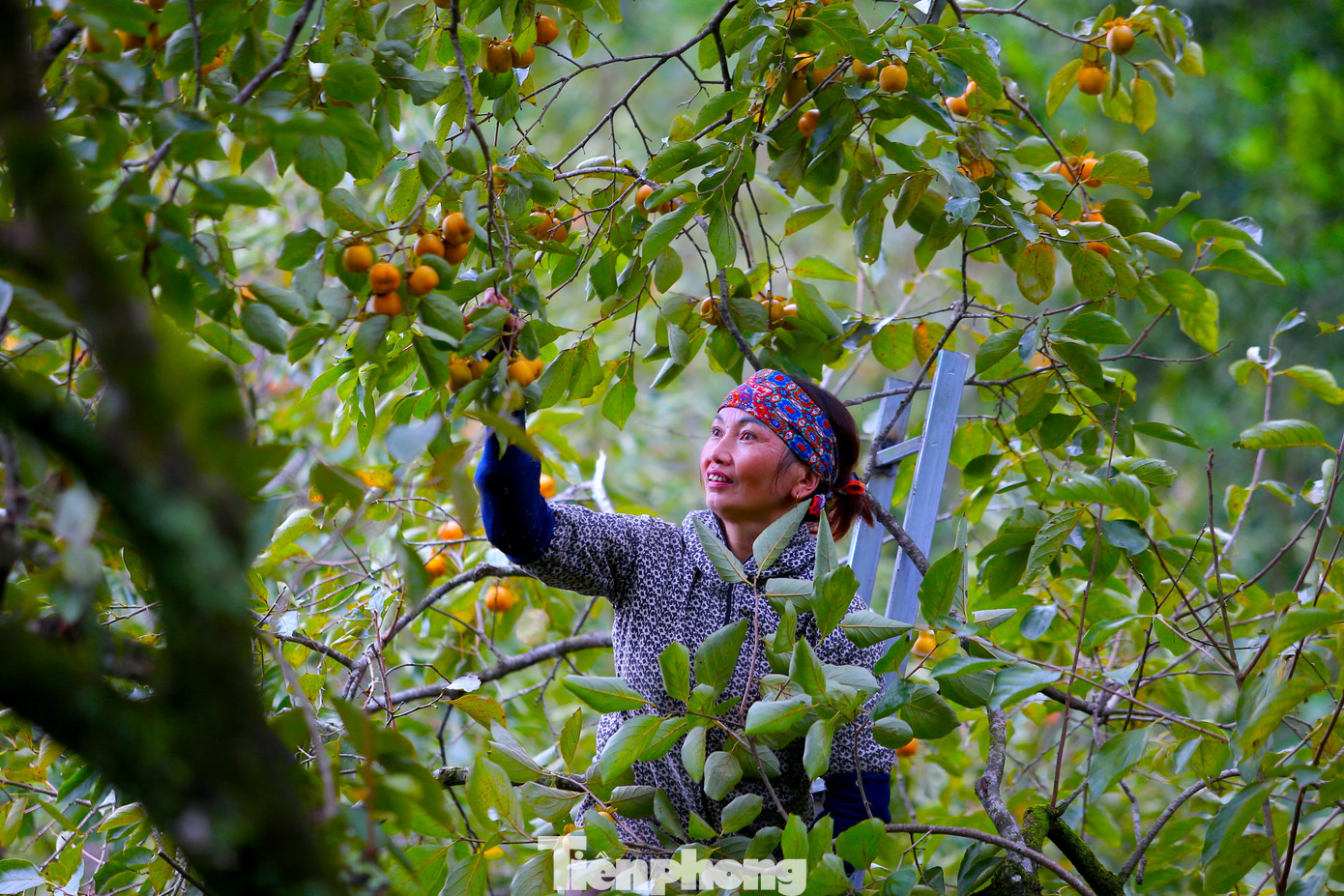 Với 40 gốc hồng đã hàng chục năm tuổi, năm nay gia đình bà Nguyễn Thị Tuyết (trú xóm 7, xã Nam Anh) dự kiến thu hoạch khoảng 150kg quả hồng. “Nếu hái bán tại chỗ thì giá 20 nghìn đồng/1kg. Nếu mình hái về ngâm cho hồng giòn, ngọt thì bán với giá 30 nghìn đồng. Hồng hái đến đâu đều có người mua hết”, bà Tuyết nói và cho biết, dịp cuối tuần, vườn hồng của gia đình bà đều có du khách ghé tham quan, chụp hình lưu niệm.