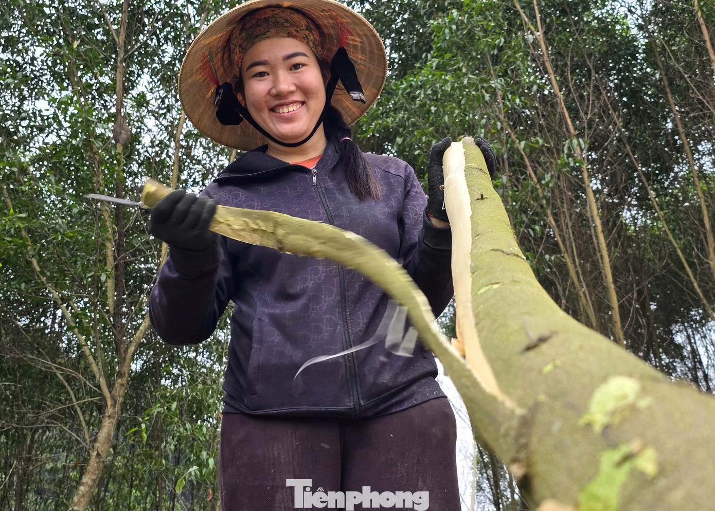 Để thuận tiện cho việc thu hoạch, những người làm thuê sẽ bóc vỏ khi cây chưa được chặt xuống.