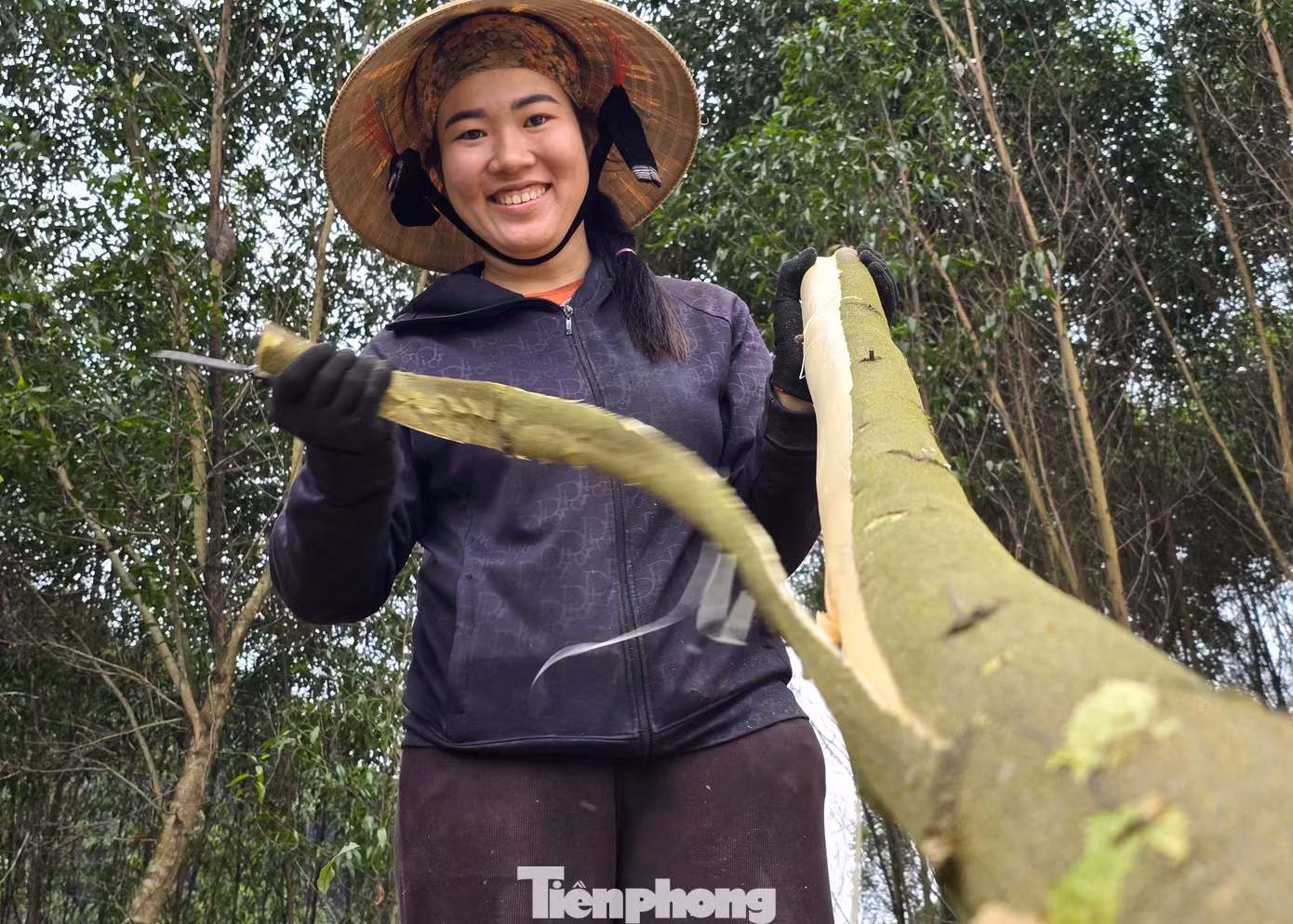 Để thuận tiện cho việc thu hoạch, những người làm thuê sẽ bóc vỏ khi cây chưa được chặt xuống.