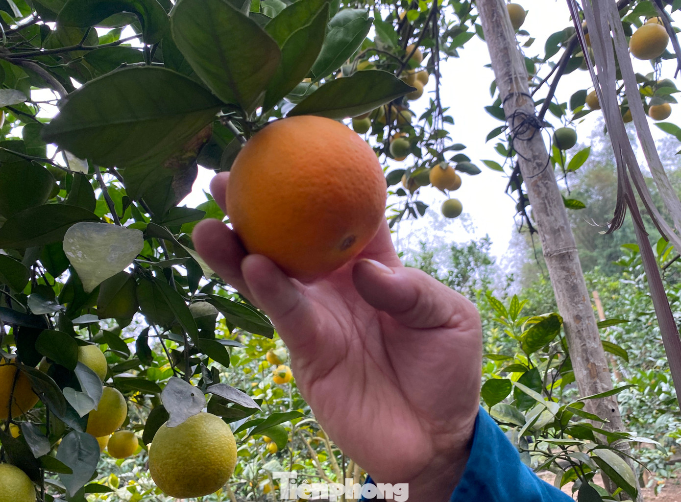 Ông Thọ cho hay, những quả cam nhìn rất đẹp nhưng ở cuống hoặc đuôi có dấu vết thâm thì quả cam đó sẽ rụng và không thể thu hoạch.