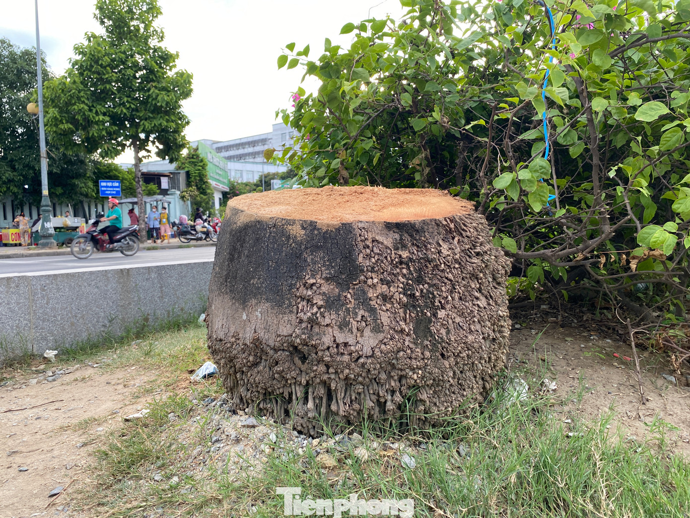 Theo thống kê, có ít nhất 221 cây cau vua đã bị cắt bỏ chỉ còn trơ trọi gốc. Theo thống kê, có ít nhất 221 cây cau vua đã bị cắt bỏ chỉ còn trơ trọi gốc.