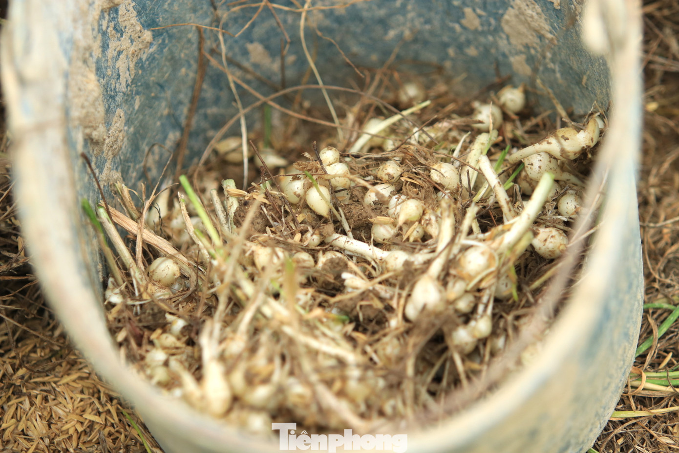 “Hành phải nhổ thủ công từng bụi hành rồi nhặt từng củ còn mắc kẹt ở dưới đất lên, khá mất thời gian. Mấy hôm nay, ngày nào vợ chồng tôi cũng dậy từ lúc 5h sáng ra ruộng thu hoạch đến tận trưa rồi chiều thu hoạch đến tối để kịp bán cho thương lái cho được giá”, anh Hồng nói.