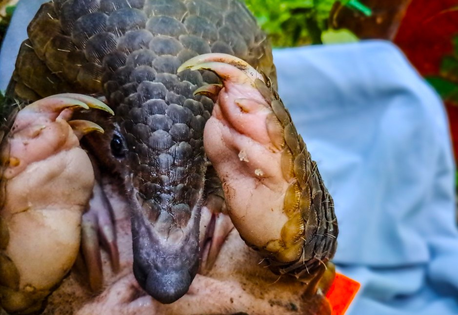 Những cá thể tê tê quý hiếm được lực lượng chức năng giải cứu từ những tay buôn bán động vật trái phép trước đó.