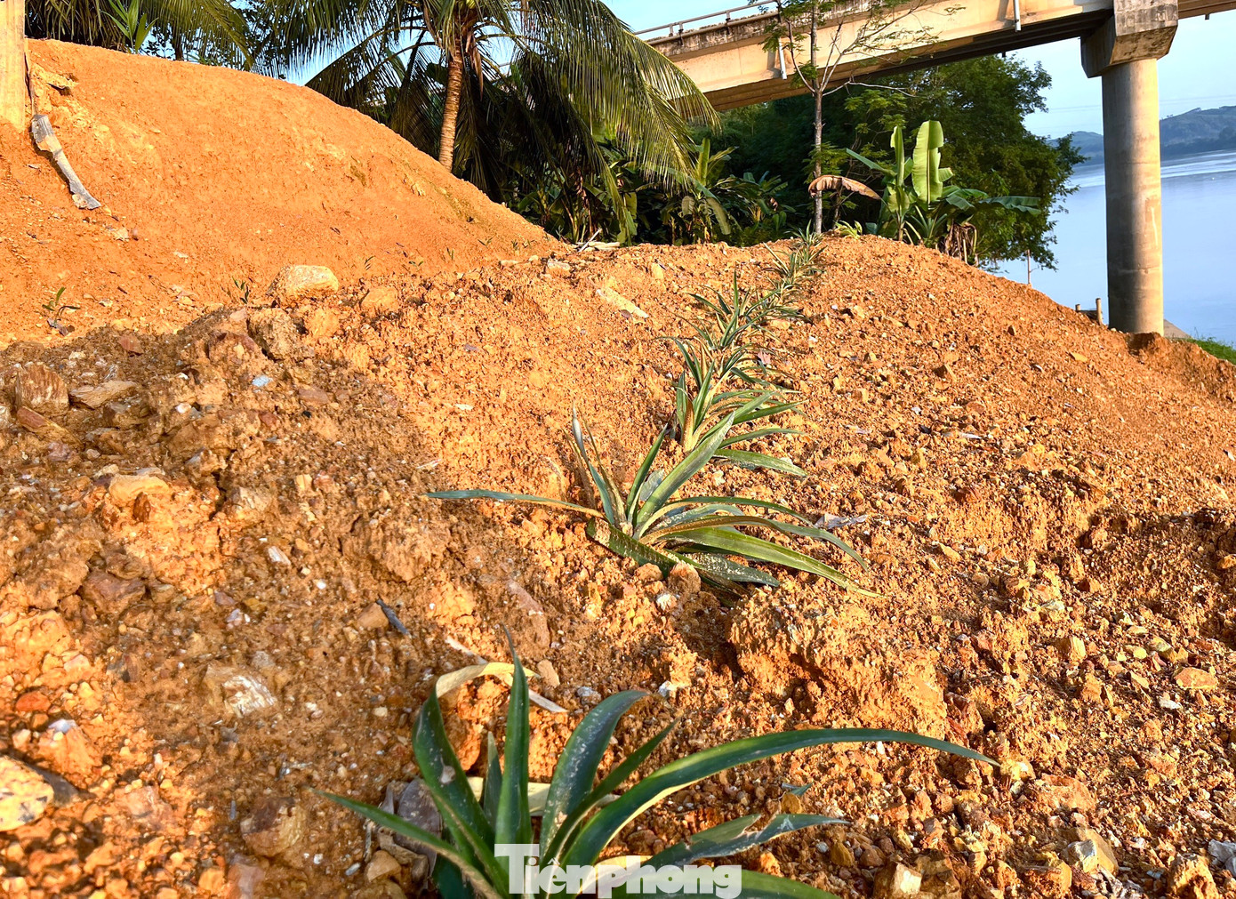 Nhiều hộ dân cố gắng trồng thêm cây để giữ đất và liên kết đất tránh sạt lở tái diễn.