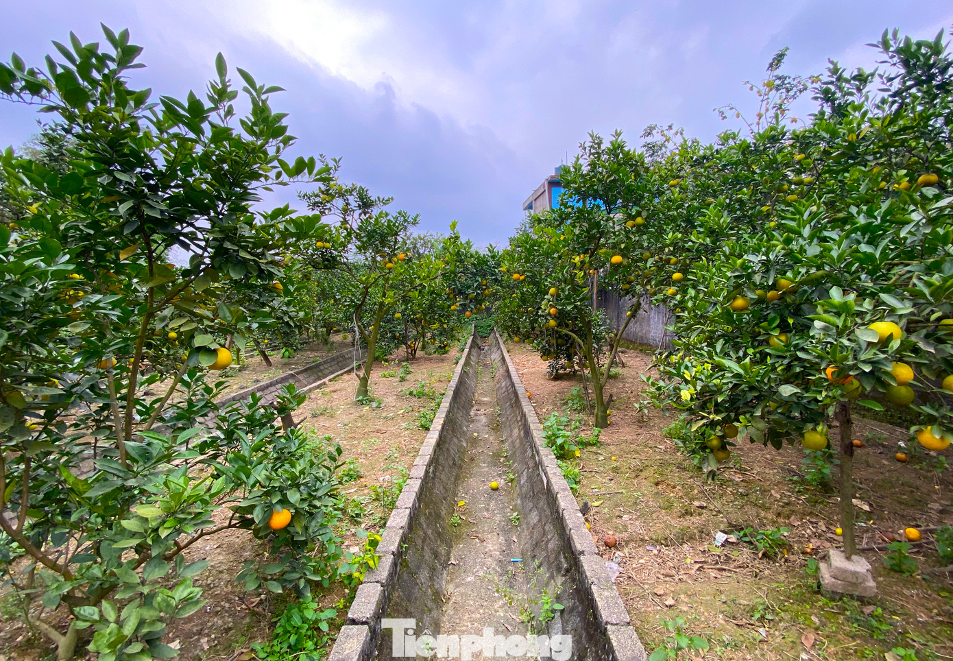 Cận Tết Nguyên đán, những vườn cam đặc sản Xã Đoài - cam tiến Vua (xã Nghi Diên, huyện Nghi Lộc, Nghệ An) đã chín và bắt đầu cho thu hoạch. Tuy nhiên khác với mọi năm, những vườn cam liên tục rụng với số lượng lớn khiến người dân đứng ngồi không yên vì thất thu.