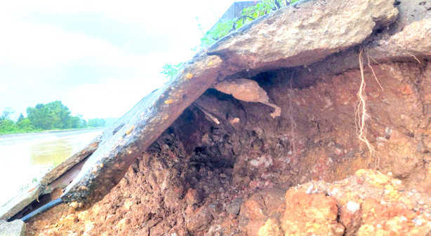 Mái kênh xuất hiện sạt lở nghiêm trọng. Mái kênh xuất hiện sạt lở nghiêm trọng.