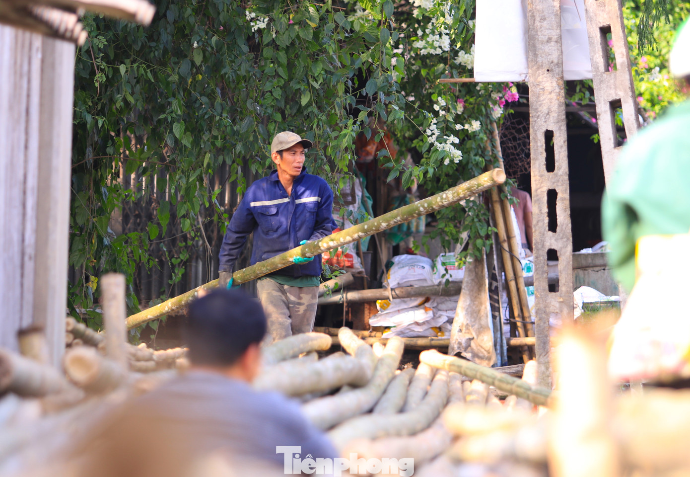 Ông Nguyễn Hải Âu - Hạt trưởng Hạt kiểm lâm huyện Tương Dương - cho biết, tre mét được trồng theo bụi, thu hoạch theo phương pháp “tỉa” dần chứ không thu hoạch trọc đồi núi. Ngoài việc phát triển kinh tế, loài cây này còn góp phần phủ xanh đồi trọc, giúp hạn chế lũ lụt rất tốt. Ông Nguyễn Hải Âu - Hạt trưởng Hạt kiểm lâm huyện Tương Dương - cho biết, tre mét được trồng theo bụi, thu hoạch theo phương pháp “tỉa” dần chứ không thu hoạch trọc đồi núi. Ngoài việc phát triển kinh tế, loài cây này còn góp phần phủ xanh đồi trọc, giúp hạn chế lũ lụt rất tốt.