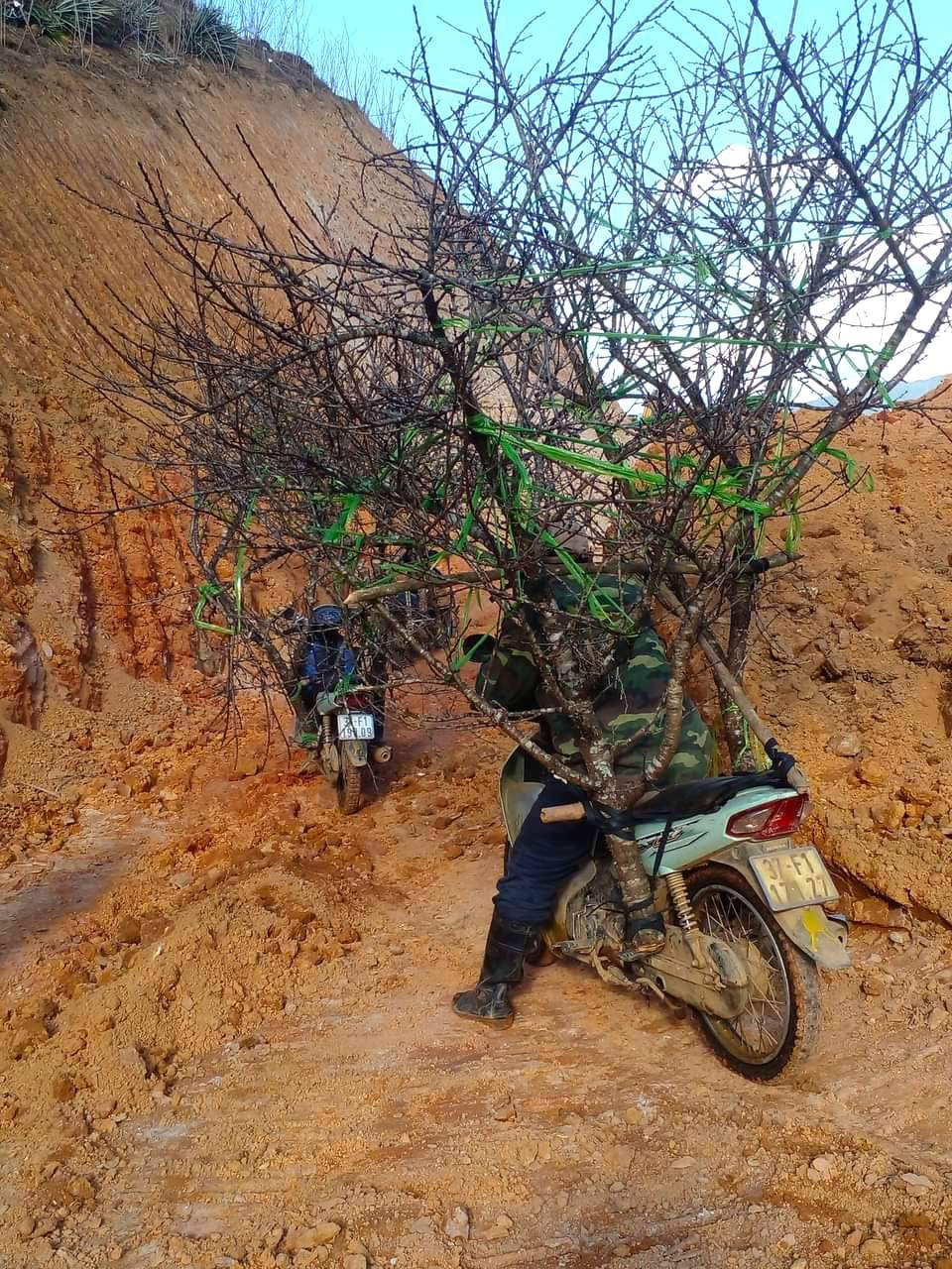 Theo các tiểu thương buôn đào đá, loại đào này chỉ mọc trên nương rẫy, rừng sâu. Do trồng ở vùng núi cao, thường xuyên có mưa phùn, sương giá, độ ẩm cao khiến rêu mốc, địa y bám vào thân cây đào. Để lấy được loại đào này về bán cũng rất vất vả. Người dân phải vào rừng tìm rồi chặt và vận chuyển bằng nhiều cách khác nhau.