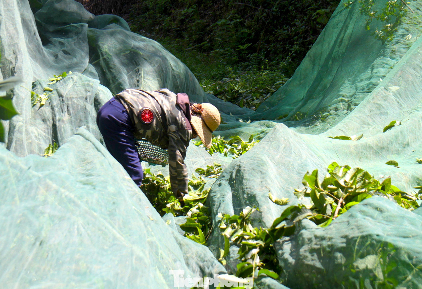 Để thu hoạch trám, thông thường người hái sẽ trải bạt hoặc lưới quanh dưới gốc cây để hứng, tránh quả rơi vỡ và mất. Để thu hoạch trám, thông thường người hái sẽ trải bạt hoặc lưới quanh dưới gốc cây để hứng, tránh quả rơi vỡ và mất.