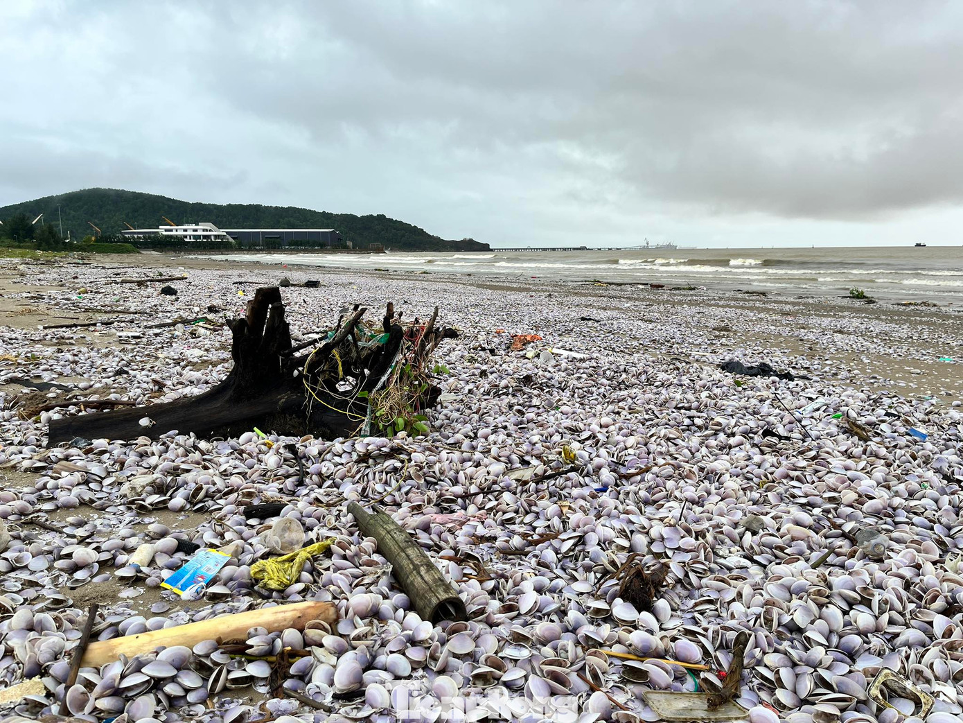 Đến trưa 28/9, trên bờ biển Cửa Lò có rất nhiều vỏ ngao bị đánh dạt vào bờ. Đến trưa 28/9, trên bờ biển Cửa Lò có rất nhiều vỏ ngao bị đánh dạt vào bờ.