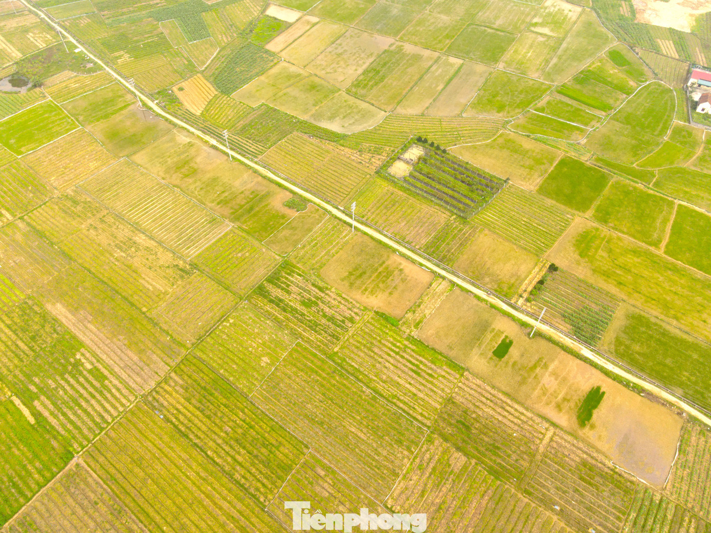 Tại xã Nghi Thuận có hơn 80ha với hàng chục hộ dân trồng. Nghề trồng hành tăm ở xã này đã có từ nhiều năm nay. Điều kiện thổ nhưỡng, khí hậu phù hợp nên hành tăm trồng tại xã Nghi Thuận cho củ to, mùi thơm đặc trưng mà không nơi nào có được. Hiện nay, hành tăm đang vào vụ thu hoạch nhưng giá "rớt" từng ngày khiến nông dân nơi đây buồn vì lo thất thu.