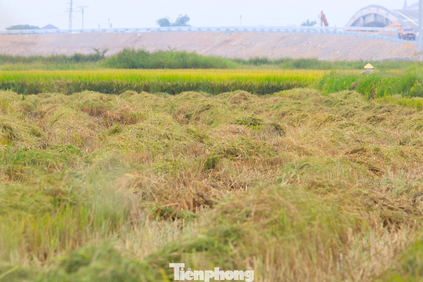 Rơm được máy gặt rải thành từng hàng trên gốc lúa. Sau 1 ngày phơi nắng, rơm khô lại và được người dân đến thu gom về bán.