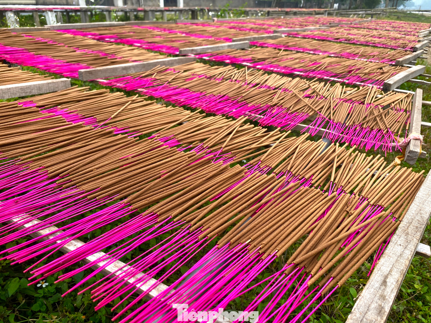 Hương được các cơ sở phơi trên giá cao ở những bãi đất trống nên đảm bảo sạch sẽ và nhanh khô.