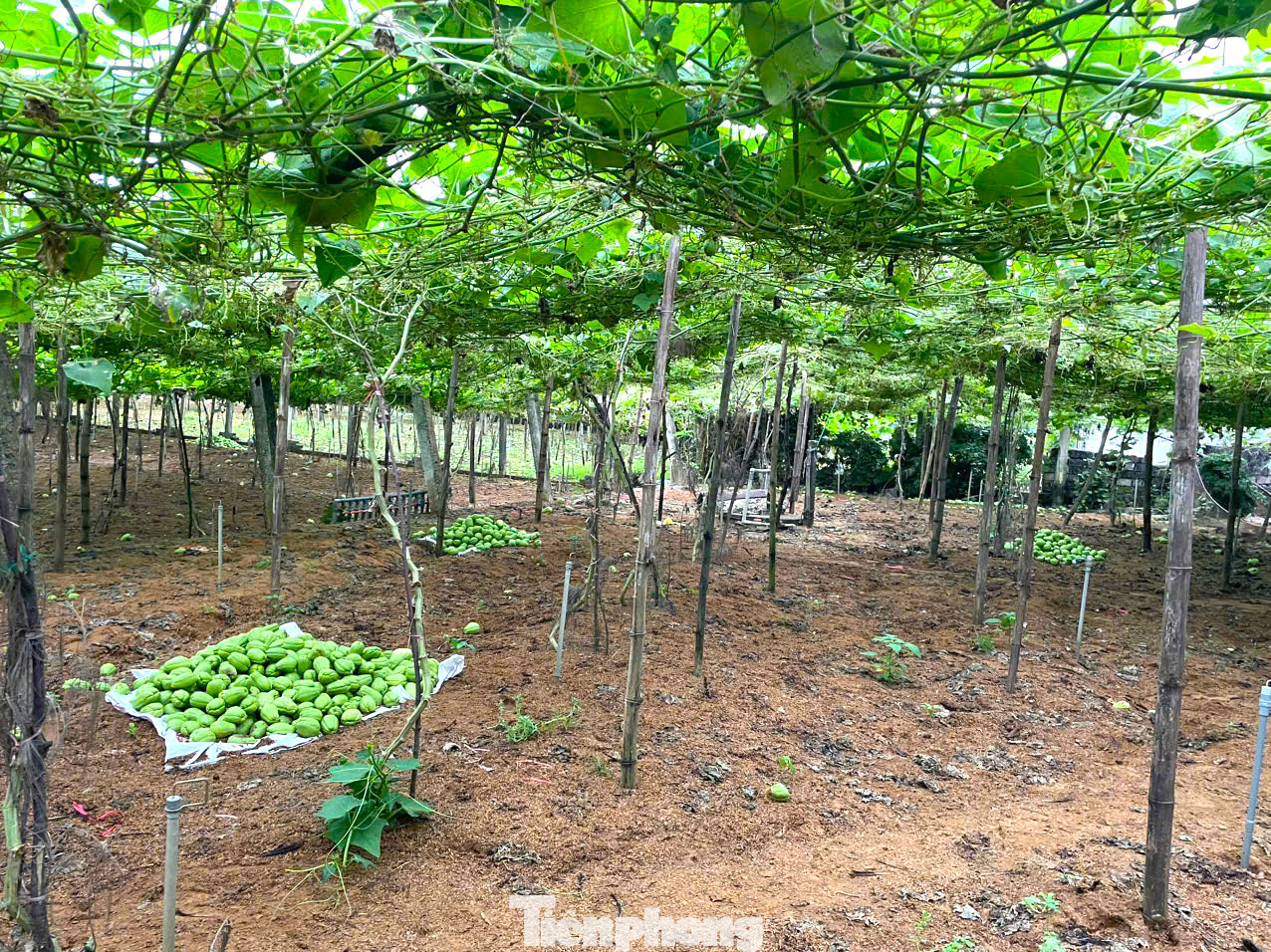 Su su rớt giá thê thảm, nhiều hộ dân thu hoạch su su rồi để từng đống tại ruộng. Su su rớt giá thê thảm, nhiều hộ dân thu hoạch su su rồi để từng đống tại ruộng.