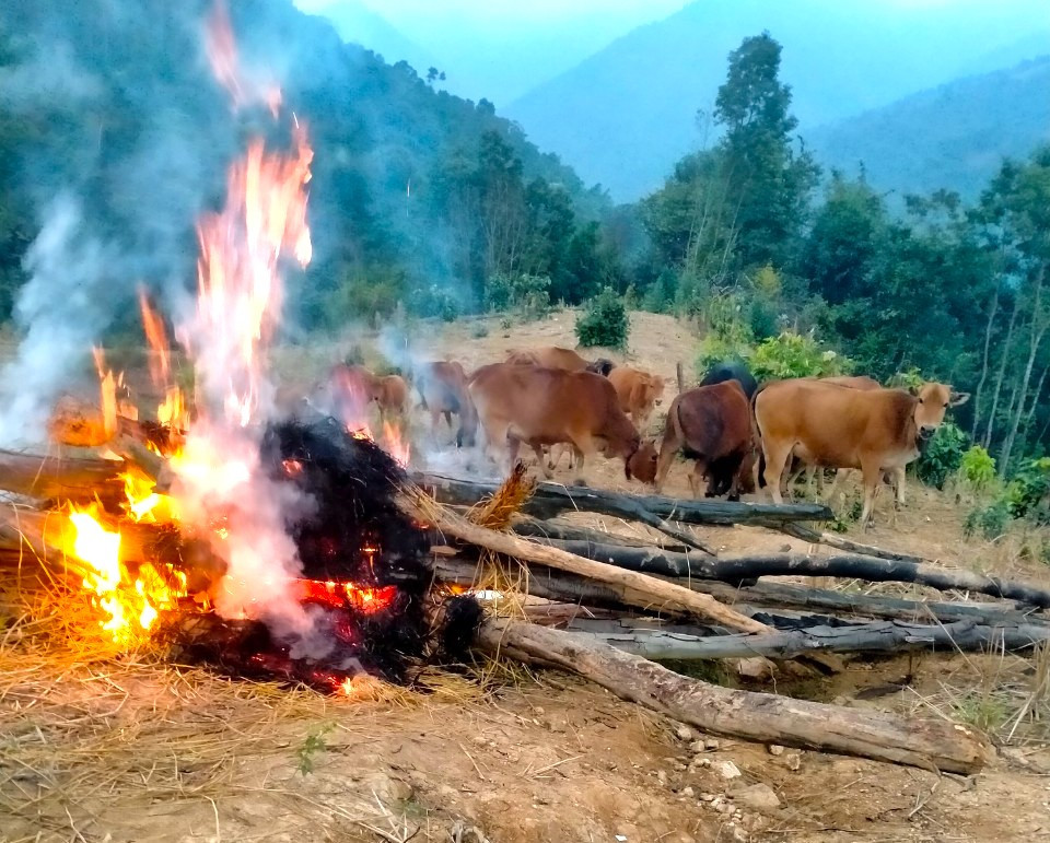 Củi được đốt để sưởi ấm cho trâu bò.