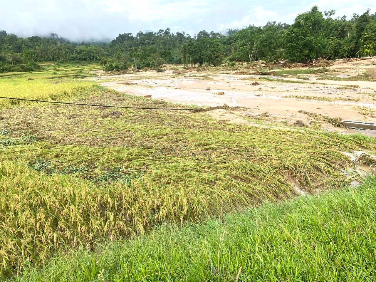 Hơn 10ha ruộng chuẩn bị thu hoạch bị lũ cuốn trôi, đất đá vùi lấp. 2ha sắn, 0,3ha quế, 0,3ha cây keo bị thiệt hại.