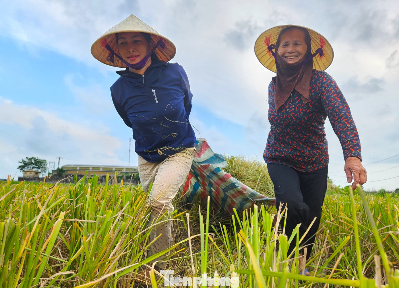 Bà Hương (trú huyện Quỳnh Lưu, Nghệ An) cho hay, mỗi lúc vào vụ thu hoạch lúa, bà cùng người thân trong gia đình đi ra các cánh đồng để thu gom rơm về để bán cho các trang trại chăn nuôi gia súc. "Rất ít gia đình sau khi gặt lúa họ lấy rơm về nên mình đến thu gom lại. Nếu không thu gom kịp họ sẽ đốt. Vừa phí vừa ô nhiễm môi trường. Mỗi sào ruộng, chúng tôi thu gom bán cho họ cũng được 120-150 nghìn đồng. Nếu có sức khỏe, mỗi ngày cả nhà cũng kiếm được tiền triệu", bà Hương chia sẻ.