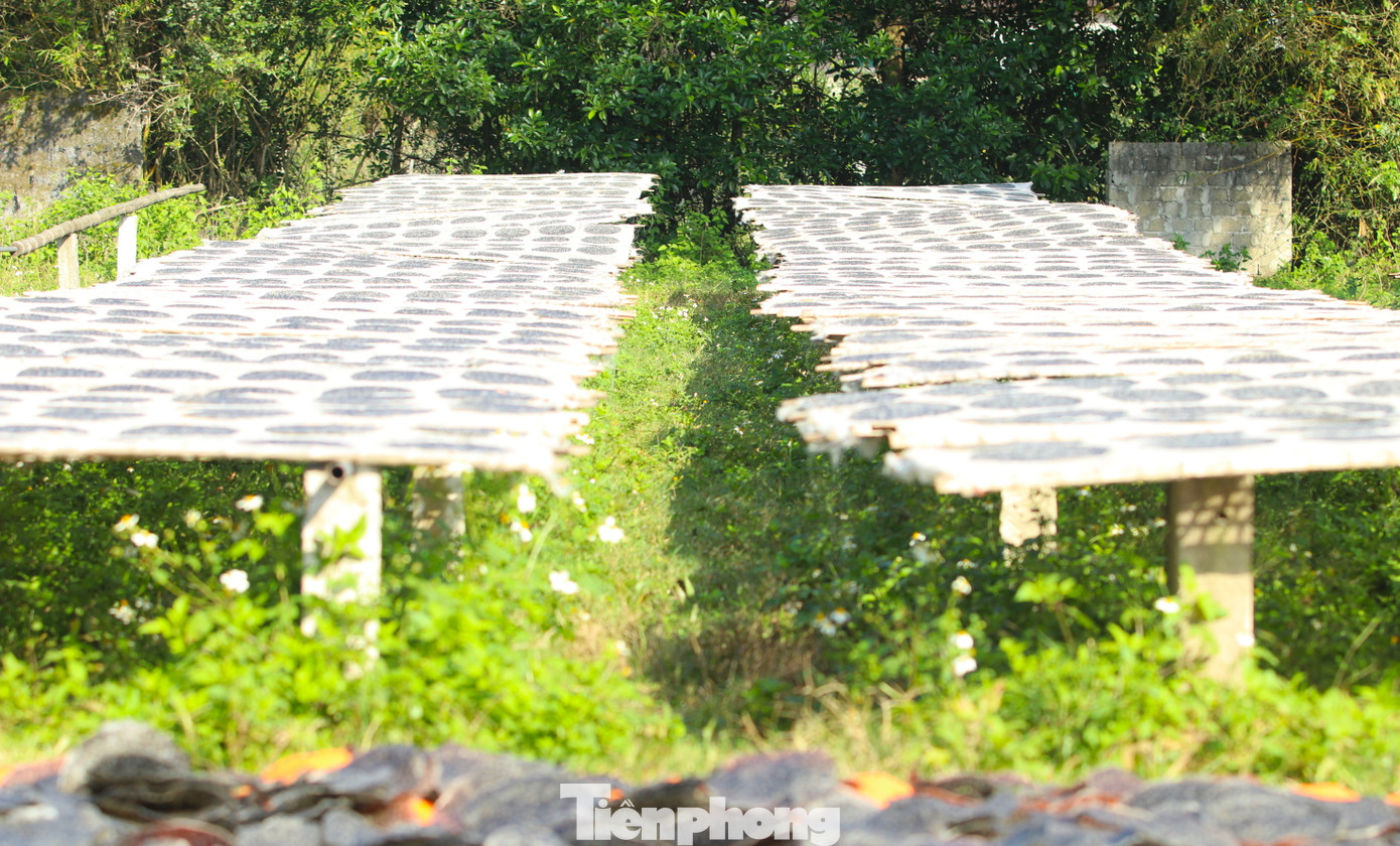 Giàn phơi bánh đa dài bạt ngàn ở làng Tây Lân. Giàn phơi bánh đa dài bạt ngàn ở làng Tây Lân.